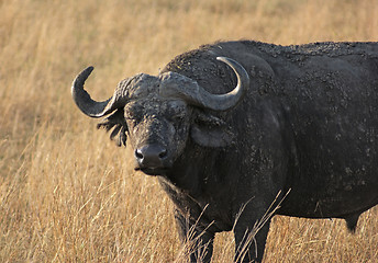 Image showing African Buffalo in grassy back