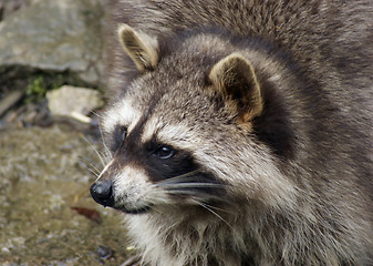 Image showing Raccoon and water