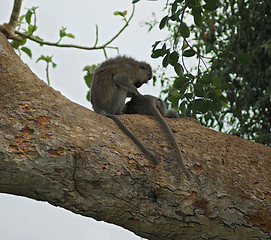 Image showing vervet monkeys sitting on a big bough