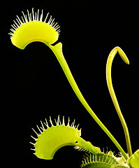 Image showing carnivorous plant detail