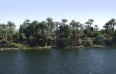 Image showing Nile coast vegetation