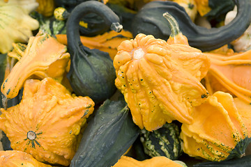 Image showing lots of various curcurbits