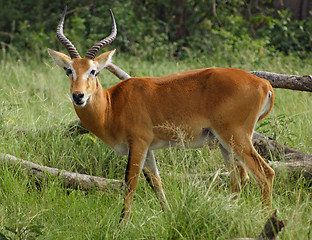 Image showing Uganda Kob in grassy ambiance