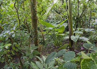 Image showing flourish jungle vegetation