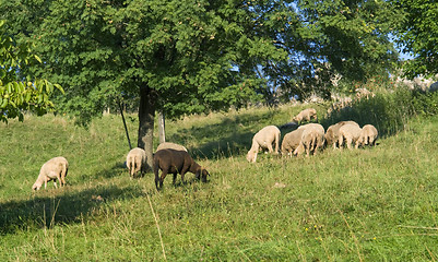 Image showing grazing sheep in sunny ambiance
