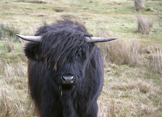 Image showing long haired Highland cattle