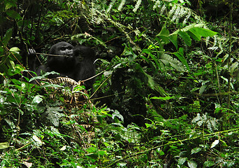 Image showing Gorilla in Uganda