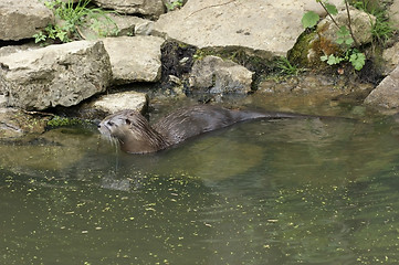 Image showing Otter in waterside ambiance