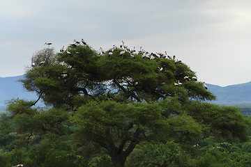 Image showing Storks on top of a tree