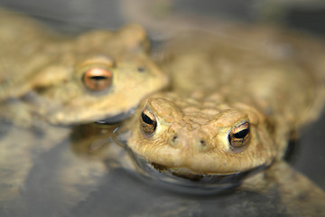 Image showing common toads portrait