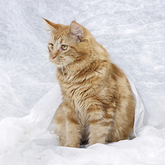 Image showing Maine Coon kitten