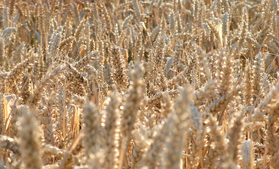 Image showing ripe wheat field detail