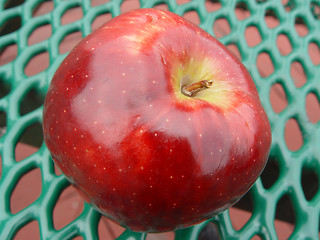 Image showing Red Picnic Apple