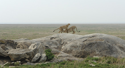 Image showing two Cheetahs on a rock formation