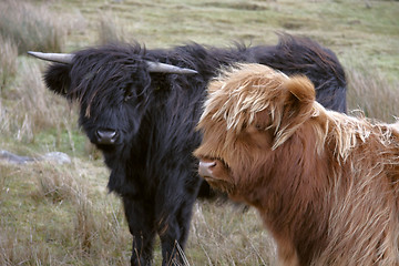 Image showing Highland cattle scenery