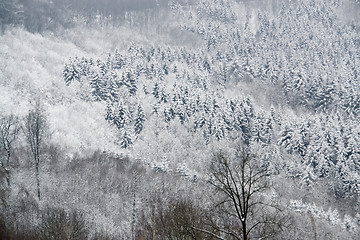 Image showing snowy forest detail