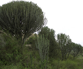 Image showing green vegetation near Ngorogoro Crater in Africa