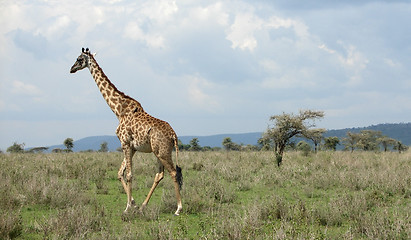 Image showing walking Giraffe in the savannah