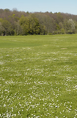 Image showing sunny grassland
