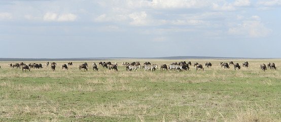 Image showing panoramic view with Serengeti animals