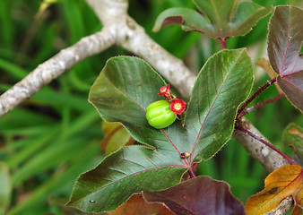 Image showing plant detail in Uganda