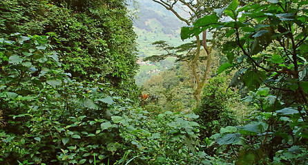 Image showing rain forest vegetation in the Bwindi Impenetrable National Park