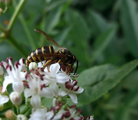 Image showing wasp on white flower