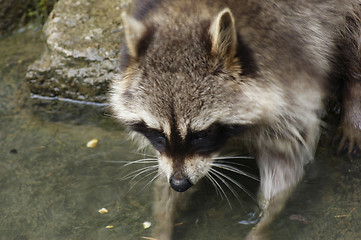 Image showing Raccoon and water