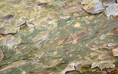 Image showing peeling bark detail