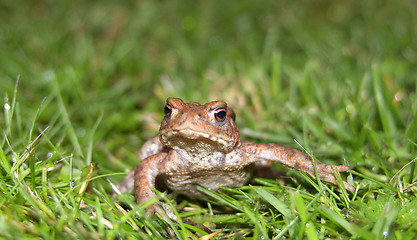 Image showing Frog