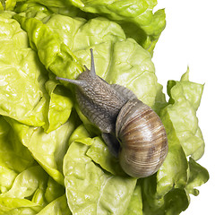 Image showing Grapevine snail at feed