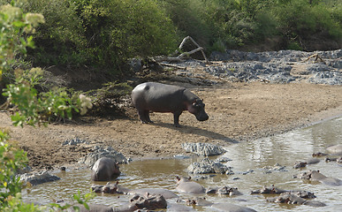 Image showing Hippos waterside