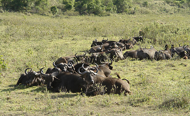 Image showing resting Cape Buffalos