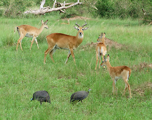 Image showing Uganda Kobs in grassy vegetation