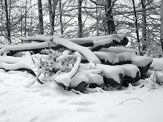Image showing snow covered pile of wood