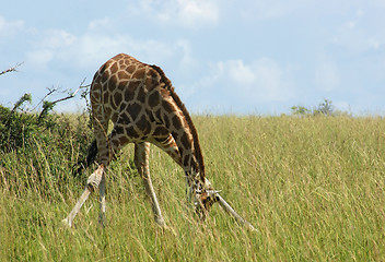 Image showing grazing Giraffe in Africa