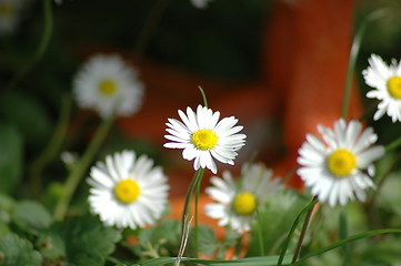 Image showing Daisy flower