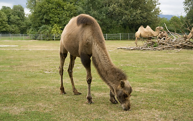 Image showing Bactrian Camels