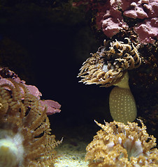 Image showing various Sea anemones