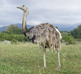 Image showing Greater Rhea
