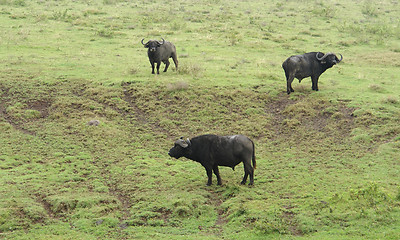 Image showing three cape Buffalos in grassy back