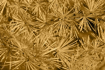 Image showing larch needles