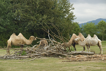 Image showing Bactrian Camels at fed