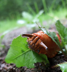 Image showing red slug at feed