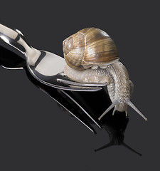 Image showing Grapevine snail on fork