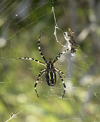 Image showing wasp spider and prey