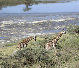 Image showing two Giraffes waterside