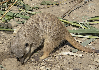 Image showing Meerkat