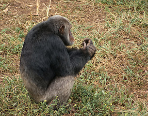 Image showing chimpanzee on grassy ground