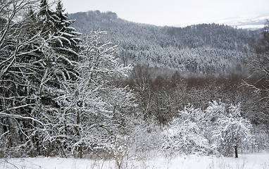 Image showing snowy forest detail